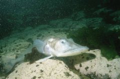 世界最抗凍的一種魚，鱷冰魚能夠在南極生存