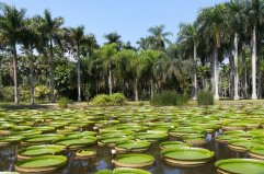 西雙版納十大旅游景點排名，野象谷排在第四位