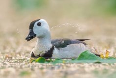 體長最瘦小的水鴨，棉鳧成鳥長約30厘米