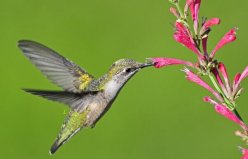 世界上最有趣的動物：蜂鳥向后飛，木蛙會自我冰封