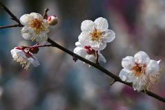 世界十大最香的盆栽花卉：梅花、梔子花雙雙上榜