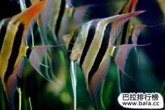 十大最常見的經(jīng)典淡水觀賞魚，你養(yǎng)過(guò)哪幾種？