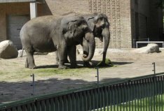 世界十大神奇的動物園：北京動物園入圍，柏林動物園排榜首