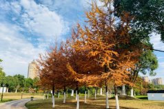 世界五大公園樹種，金錢松位列榜單首位