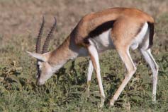 動物三大類是哪三類？陸生動物、水生動物和兩棲動物