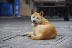 世界上10大人氣最高的寵物狗，中華田園犬奪得第一名