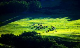 世界四大草原面積排名，全球四大草原排行榜