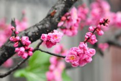 冬季開花的植物排行榜前十名：梅花、垂筒花位列前兩名