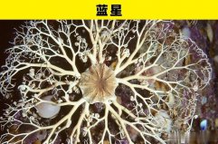 盤點(diǎn)海洋世界里的5大奇幻動(dòng)物：藍(lán)星、海葵均上榜