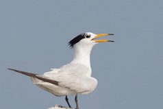 中國(guó)最稀有的鳥(niǎo)，中華鳳頭燕鷗堪稱鳥(niǎo)類大熊貓