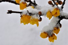 盤點(diǎn)十種在冬天開花的花卉：雪蓮上榜，臘梅花居榜首