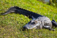 世界上十大最厲害動物：大白鯊、老虎均榜上有名