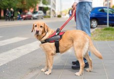 世界上學歷最高的狗，導盲犬科里奇擁有碩士學位