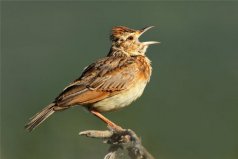 中國四大名鳥：百靈、畫眉、繡眼鳥、靛頦