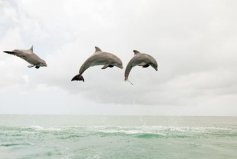 盤點(diǎn)十大睡覺時間最短的動物，海豚、長頸鹿排前兩名