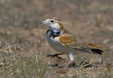 世界上10大最受歡迎的寵物鳥，百靈鳥排第一位