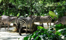 新加坡旅游景點排名前十，新加坡動物園排第一位